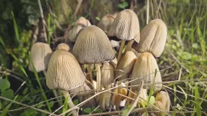 Cluster of poisonous mushrooms growing near a tree trunk in the forest