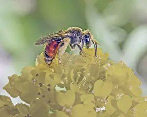 Cnautia sand bee Andrena hattorfiana'<br> Cnautia sand bee Andrena hattorfiana