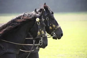 Coach and carriage