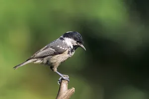 Coal Tit adult bird sits on a branch