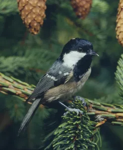 Coal Tit (Parus ater)