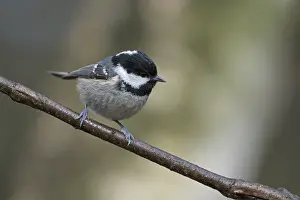 Coal tit (Parus ater), adult bird