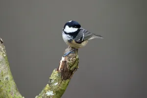 Coal tit (Parus ater), adult bird