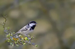Coal tit (Periparus ater) adult