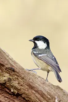 Coal Tit (Periparus ater) perched on a branch