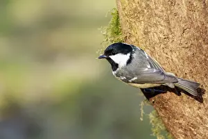 Coal Tit (Periparus ater) perched on a branch