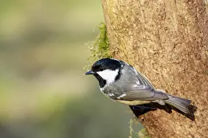 Coal Tit (Periparus ater) perched on a branch
