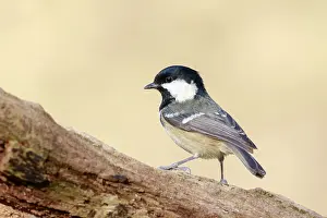 Coal Tit (Periparus ater) perched on a branch
