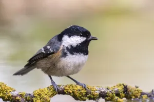 Coal Tit (Periparus ater) perched on lichen covered branch