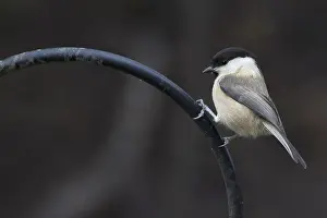 Coal Tit (Periparus ater) perched on a pole