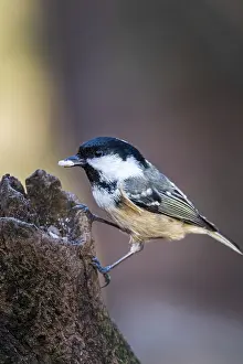Coal tit (Periparus ater) perched on a tree