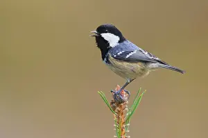 Coal Tit (Periparus ater) singing