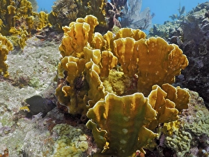 Coarsely structured underwater reef with striking yellow corals
