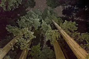 Coast redwood (Sequoia sempervirens) scouting up trunks to canopy
