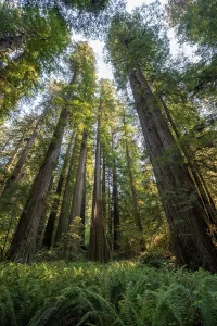 Coast redwoods (Sequoia sempervirens)