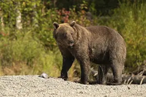 Coastal brown bear (Ursus arctos)