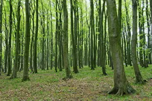 Coastal forest with copper beech (Fagus silvatica)