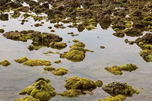 Coastal landscape with algae or seaweed and large rocks