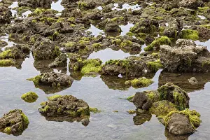 Coastal landscape with algae or seaweed and large rocks