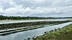 Coastal landscape with mussel beds under cloudy sky