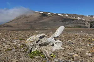 Coastline with whale bones at Diskobukta