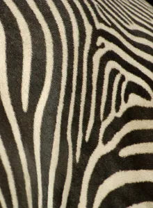 Coat of zebra, grevyzebra, detail