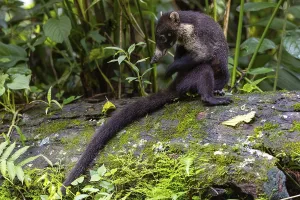 Coati (Nasua narica) scratching itself