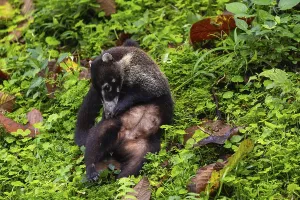 Coati (Nasua narica) scratching its belly