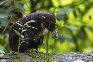 Coati (Nasua narica) sitting on a tree trunk
