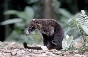 Coatimundi - Nasua nasua - Costa Rica