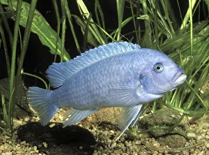 Cobalt Blue Zebra Fish (Pseudotropheus zebra)
