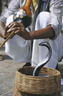 Cobra & snake charmer, India<br> Cobra & snake charmer