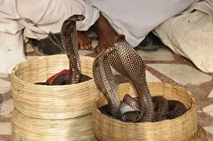 Three cobras in baskets in front of a partially visible person