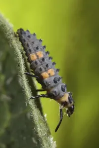 Coccinella 7-punctata, seven-spott ladybird (Coccinella septempunctata)