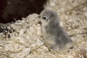 Cochin chickens, purebred, poultry