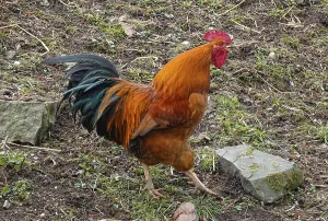 Cock