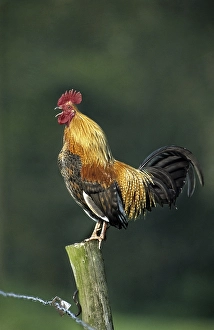 Cock crowing on fence along field