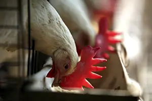 Cock feeding food by putting his head outside of cage in poultry farm