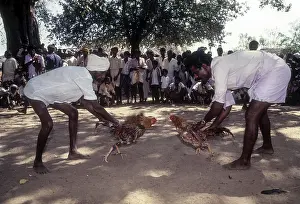 Cock Fighting near Madurai, Tamil Nadu