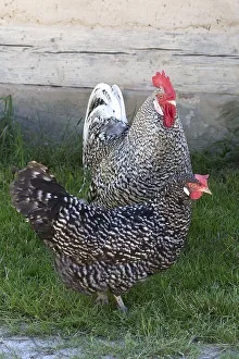 Cock and Hen, Franconian Open Air Museum