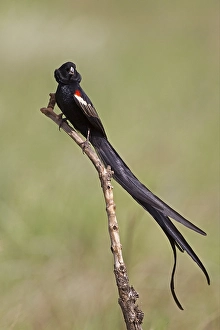 Cock-tailed Widowbird, Cock-tailed Wida