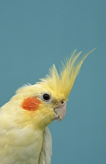 Cockatiel, female (Nymphicus hollandicus)