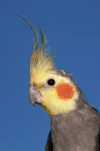Cockatiel, male, grey (Nymphicus hollandicus)