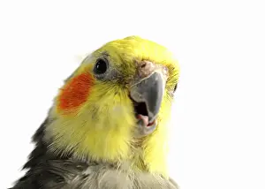 Cockatiel, male, wild-coloured