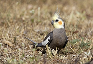 Cockatiel (Nymphicus hollandicus)