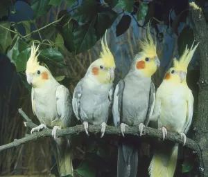 Cockatiel (Nymphicus hollandicus)