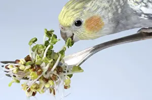 Cockatiel (Nymphicus hollandicus) eats daikon radish