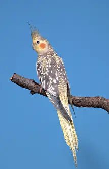 Cockatiel (Nymphicus hollandicus), female