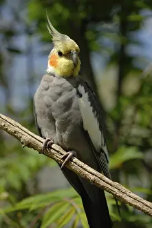 Cockatiel Parakeet (Nymphicus hollandicus)