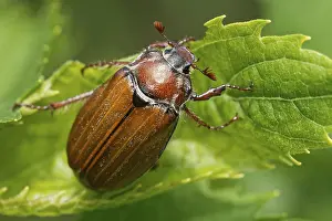 Cockchafer